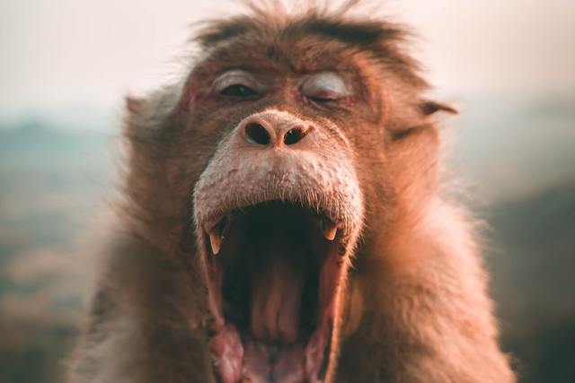 Macaco de boca aberta.