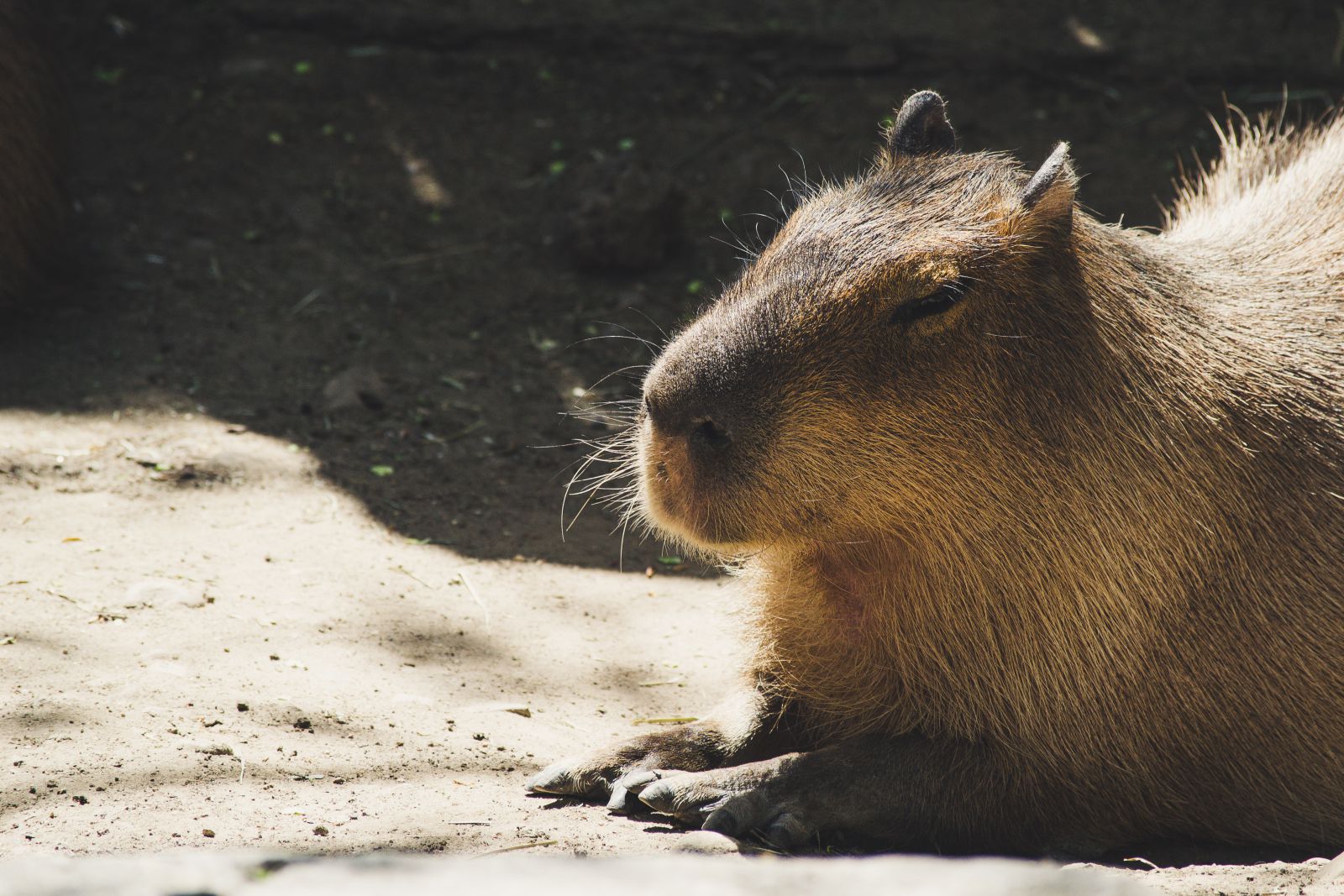 Capivara fechando os olhos e deitada