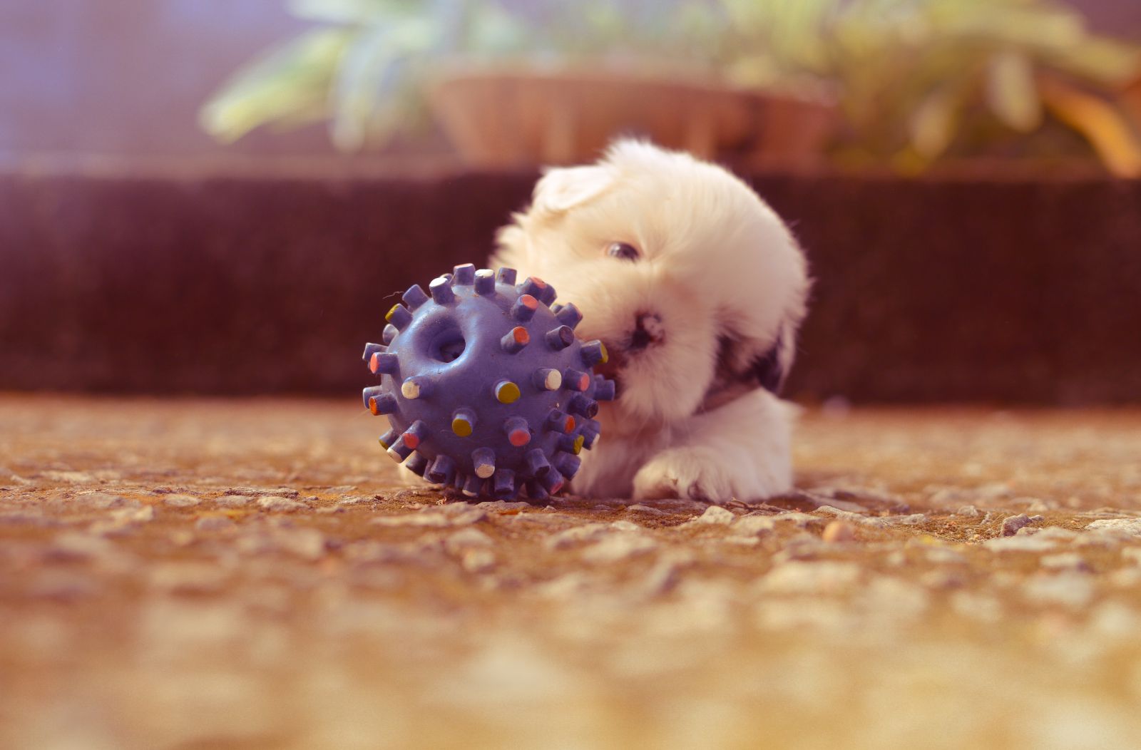 Cachorrinho brincando com bolinha