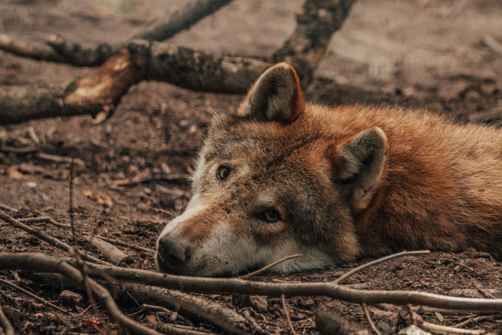 Lobo deitado no chão ao lado de galhos