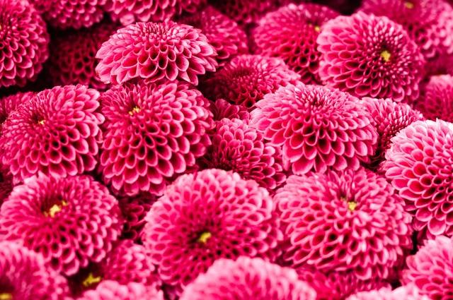 Flores de crisântemo rosas.