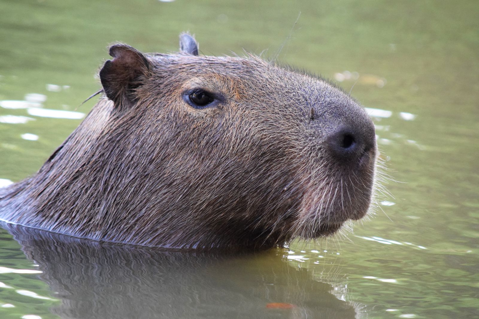 Capivara nadando 