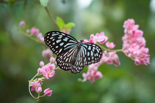 Borboleta azul, preta e branca em flores rosas.