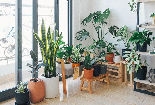 Canto de sala com plantas