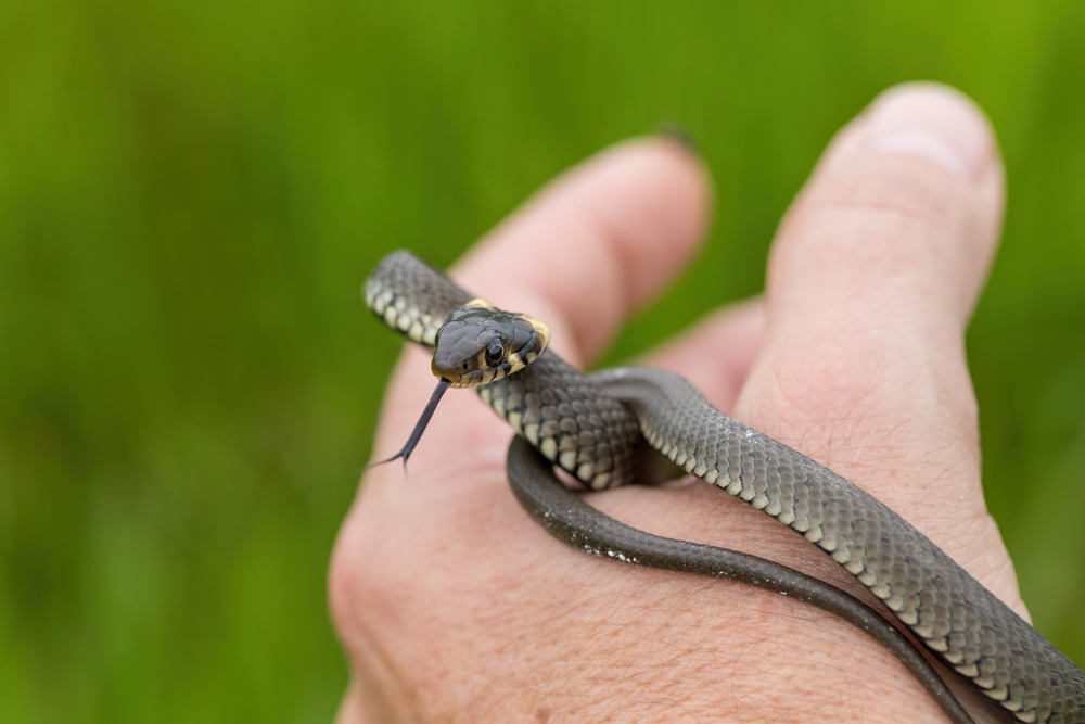 Artush / Shutterstock Pequena cobra na mão de pessoa branca.