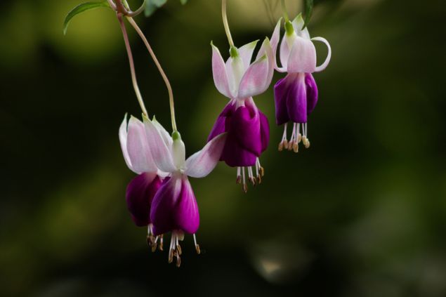 Brinco-de-princesa na cor roxa.