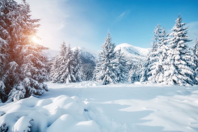 Paisagem com o chão e as árvores cobertos por neve.