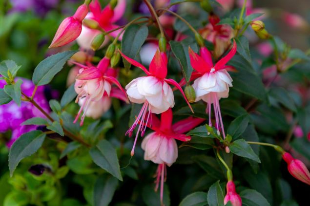 Fuchsia magellanica.