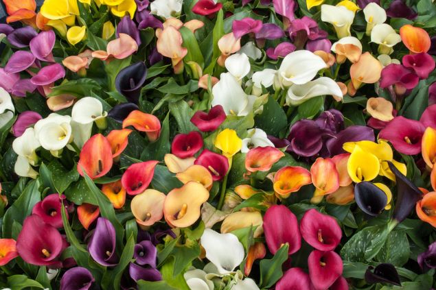 Copo-de-leite de variadas cores misturadas.