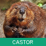 Signo Xamânico castor
