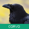 Signo Xamânico corvo
