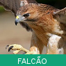 Signo Xamânico falcao