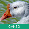 Signo Xamânico ganso