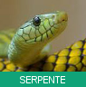 Signo Xamânico serpente
