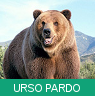 Signo Xamânico urso-pardo