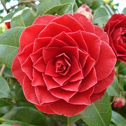 Flor camelia