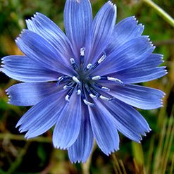Flor chicoria