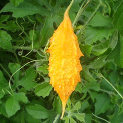 Flor cipo-de-sao-caetano