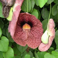 Flor cipo-mil-homens