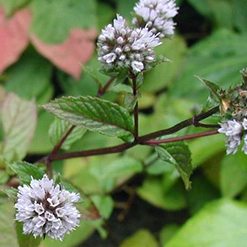 Flor hortela-pimenta