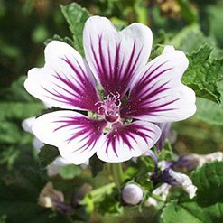 Flor malva