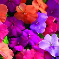 Flor maria-sem-vergonha